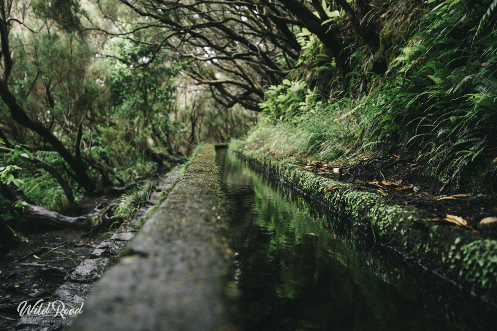 Levada verde Madère Levada verde Madère