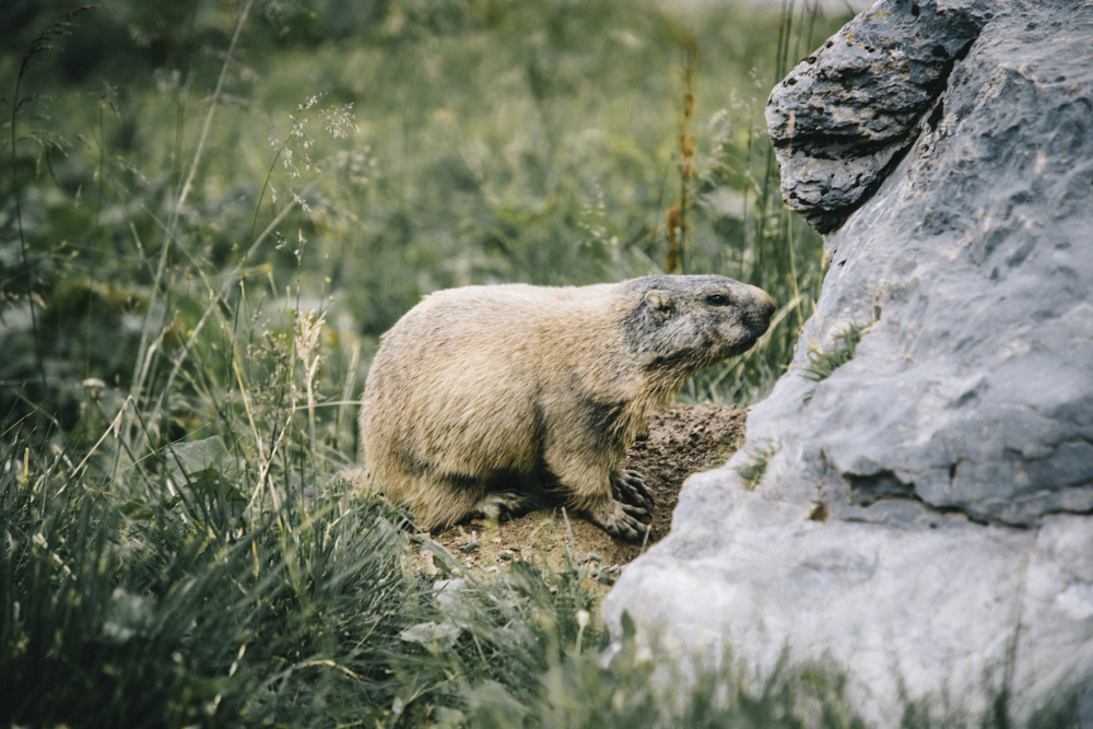 Marmotte sur le sentier en direction des lacs merles. crédit photo : Clara Ferrand - blog WIldroad