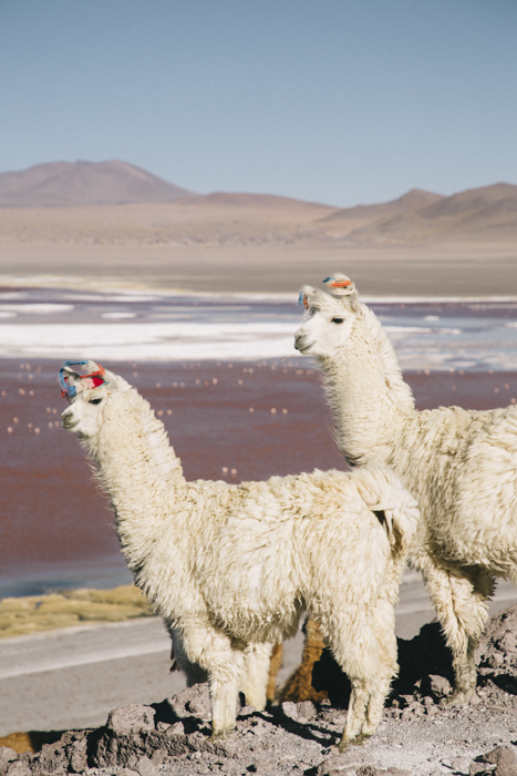 Lamas au laguna Colorada