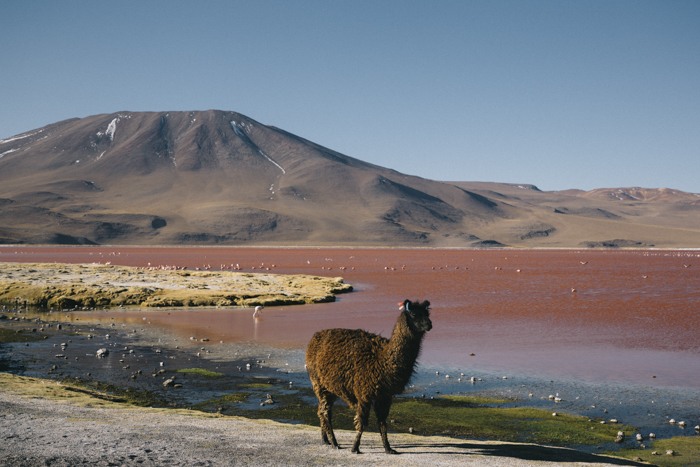 Lama avec la Laguna Colorada