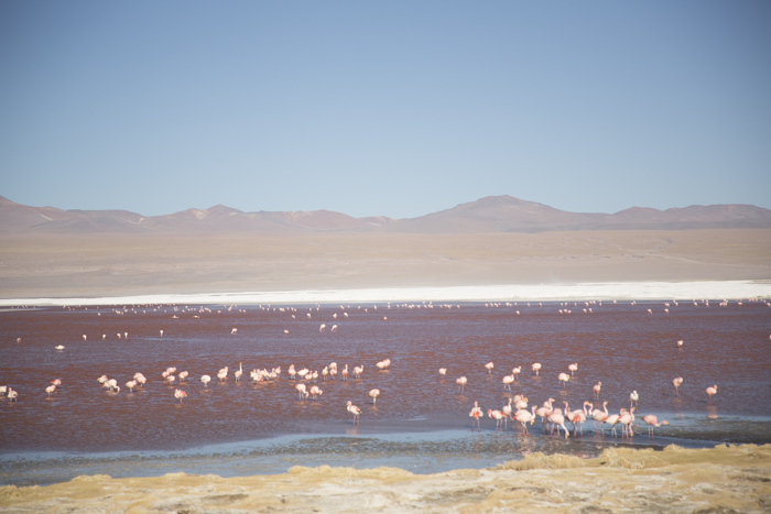 Flamants roses au Laguna Colorada 