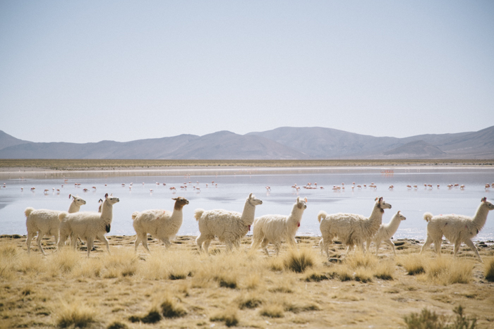 Lamas Sur Lipez Bolivie