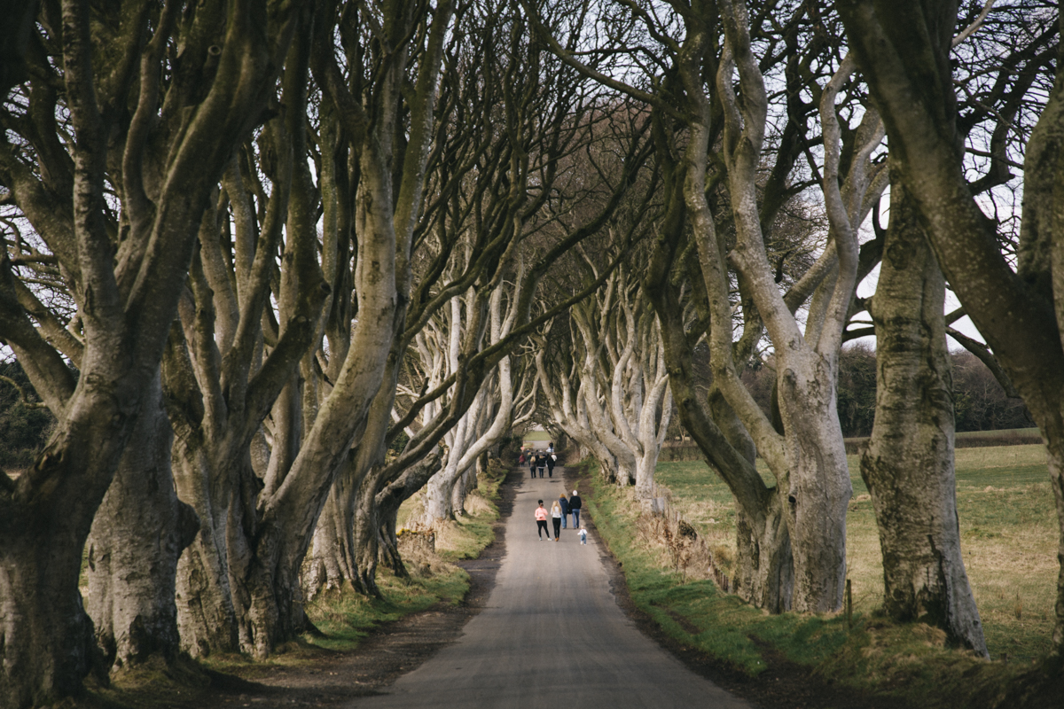 The dark Hedge irlande du nord