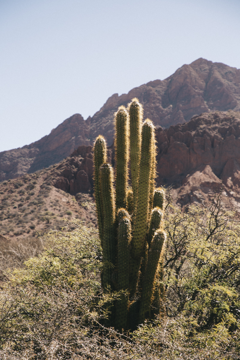 Cactus Tupiza Bolivie