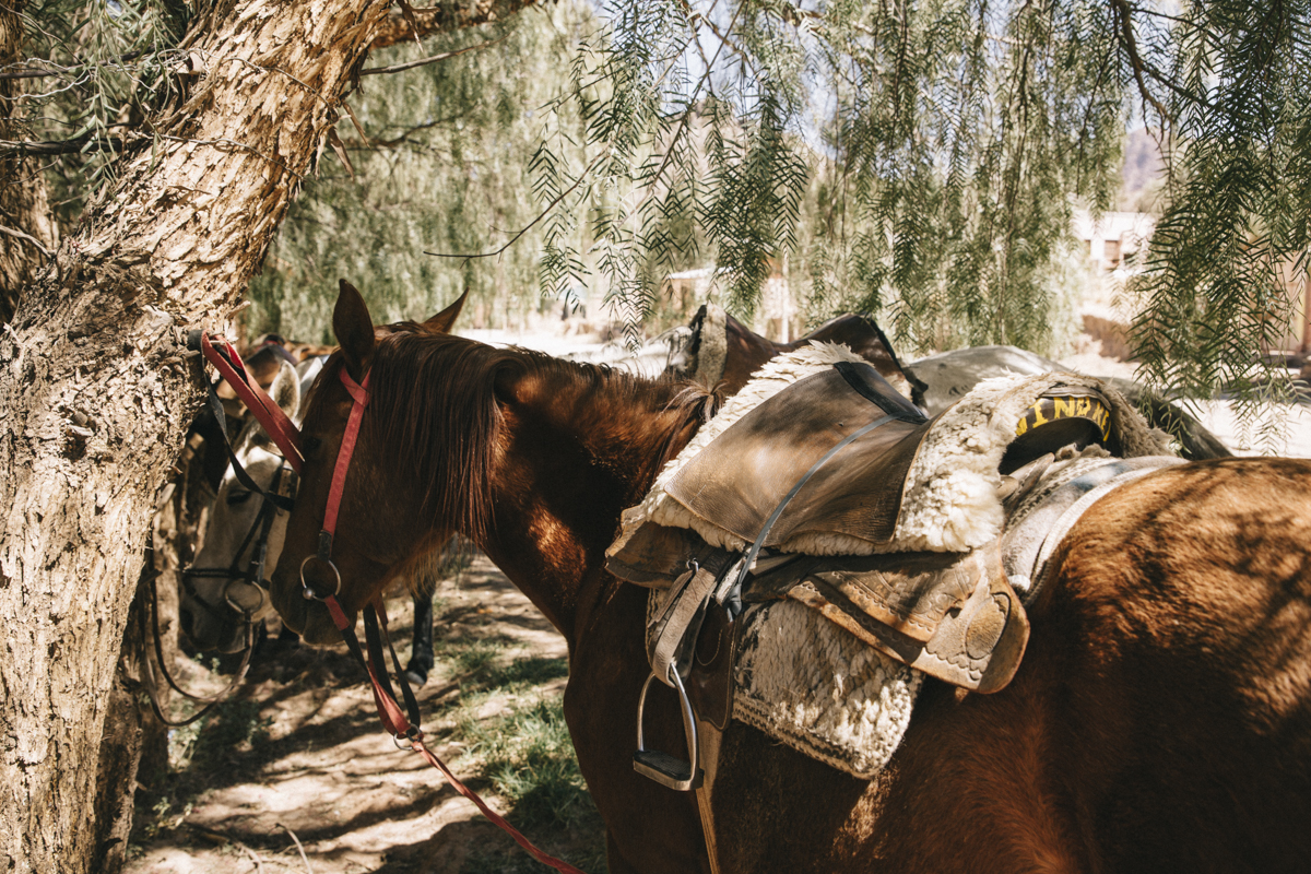 Chevaux tupiza bolivie
