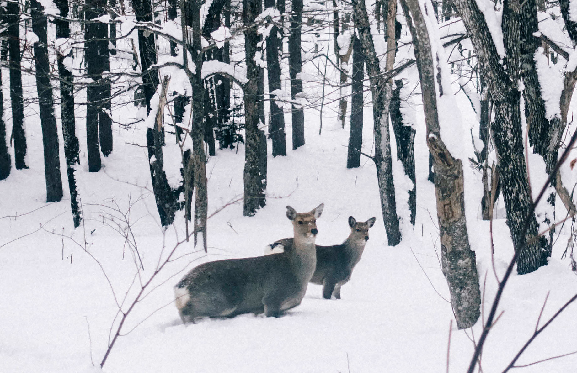 cerfs wakkanai wildlife hokkaido