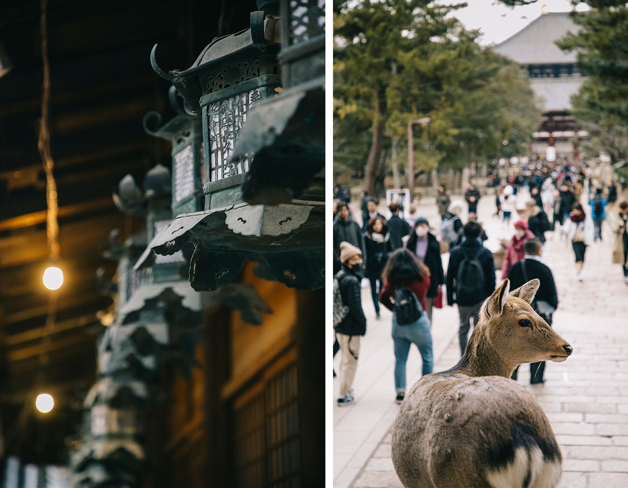 Nara temple daim Japon visite 