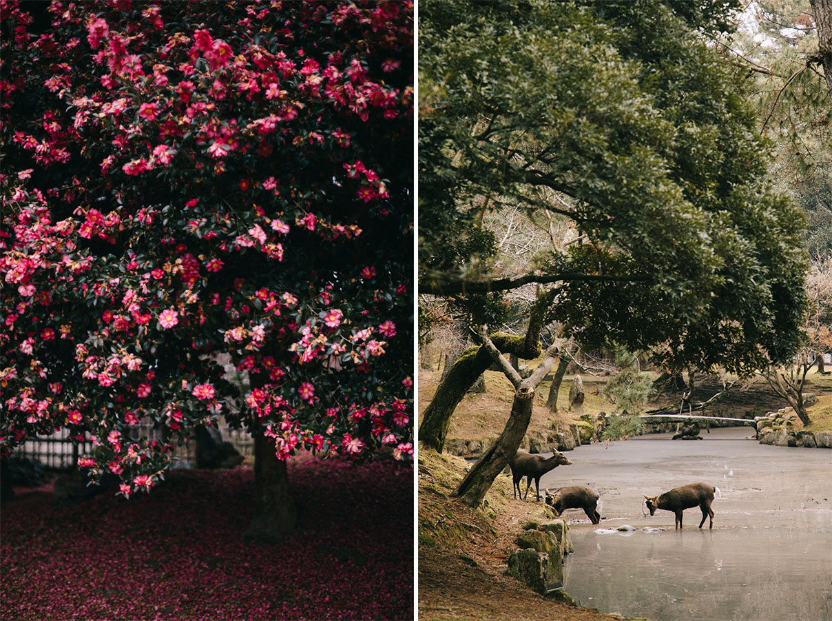 nara city daim camelia japonais itinéraire visite