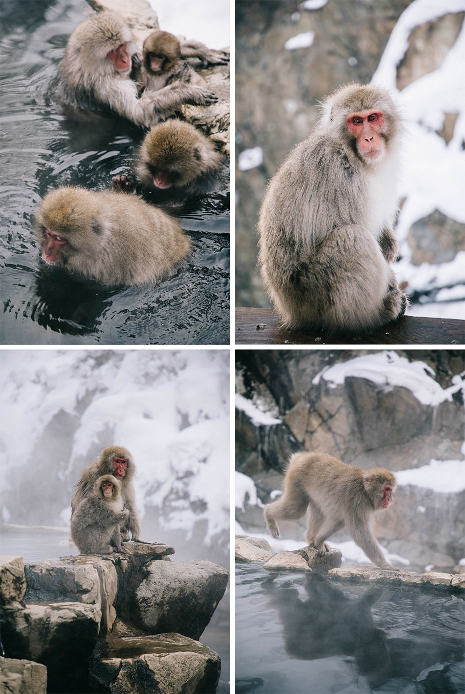 jigokudani snow monkey parc singe Japon onsen