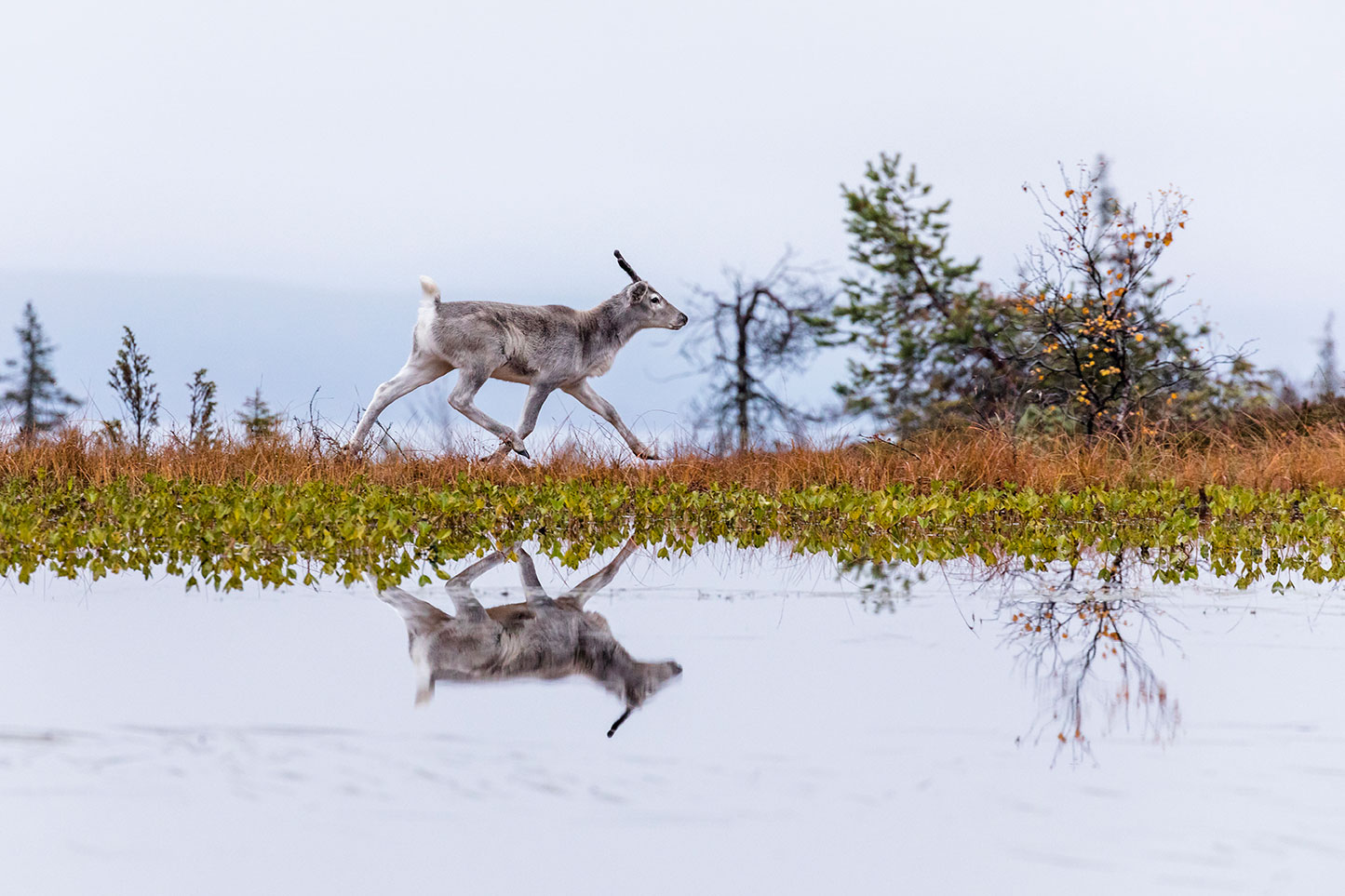Laponie Finlandaise Aïlo