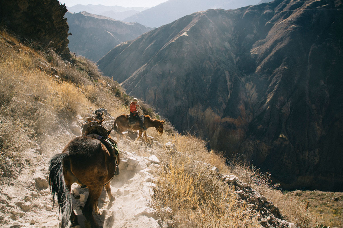 Chevaux dans le Canyon de Colla au Pérou
