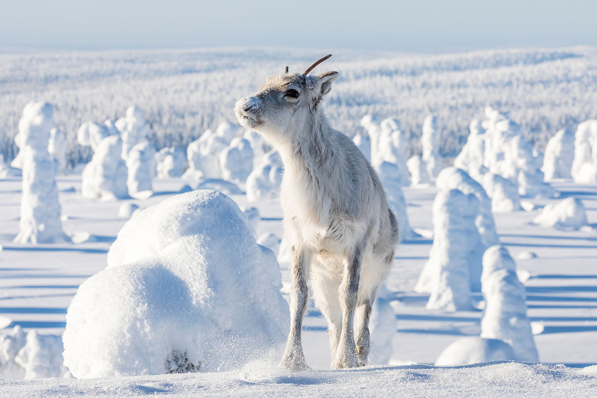 Renne Aïlo laponie finlandaise hiver