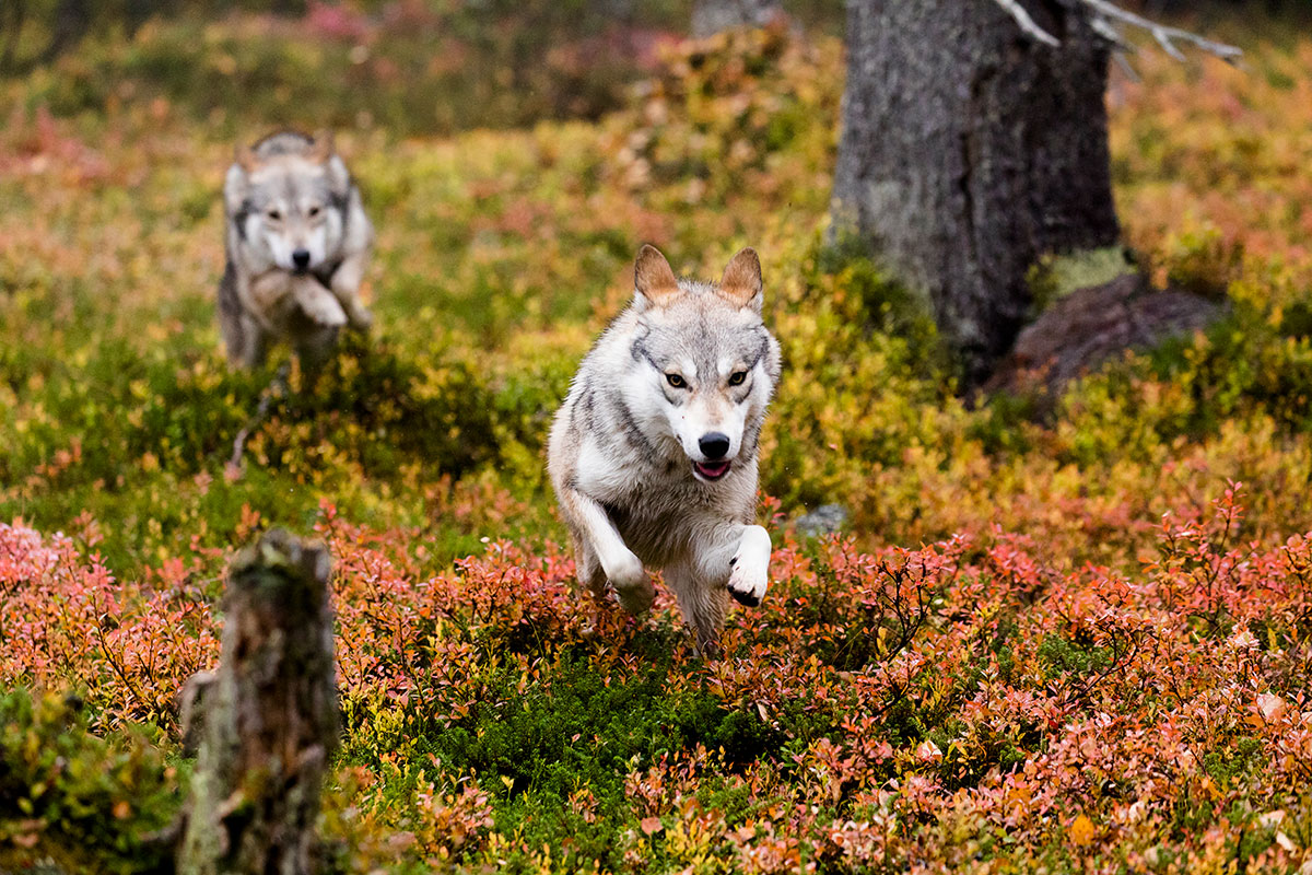 Laponie finlandaise loup film voyage tournage animalier documentaire