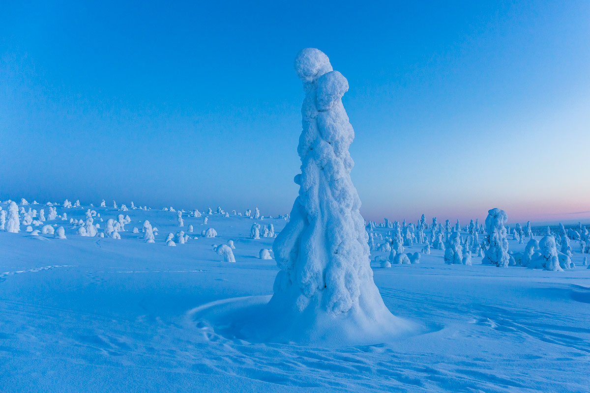 Sapin blanc laponie voyage hiver finlande