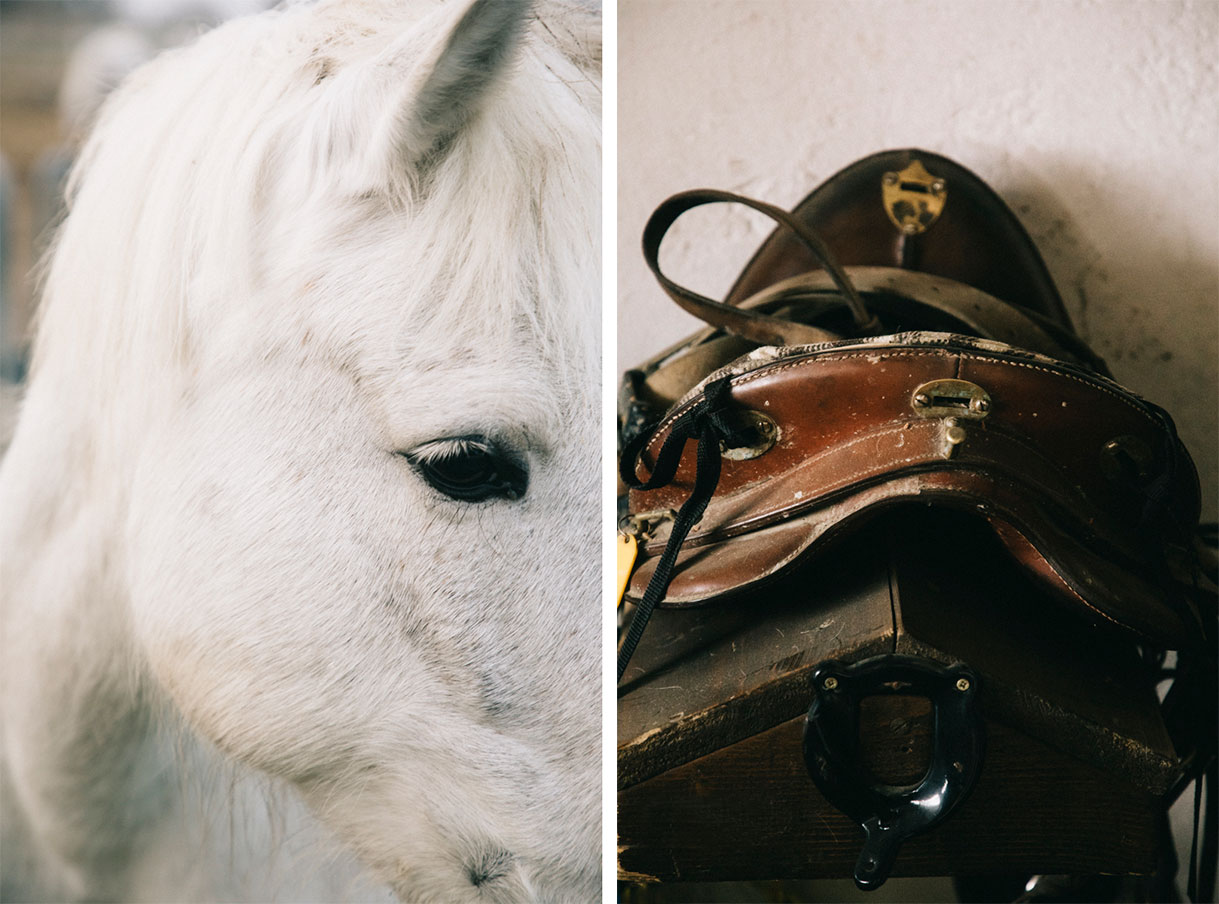 Les chevaux blancs camarguais avant la balade dans les marais
