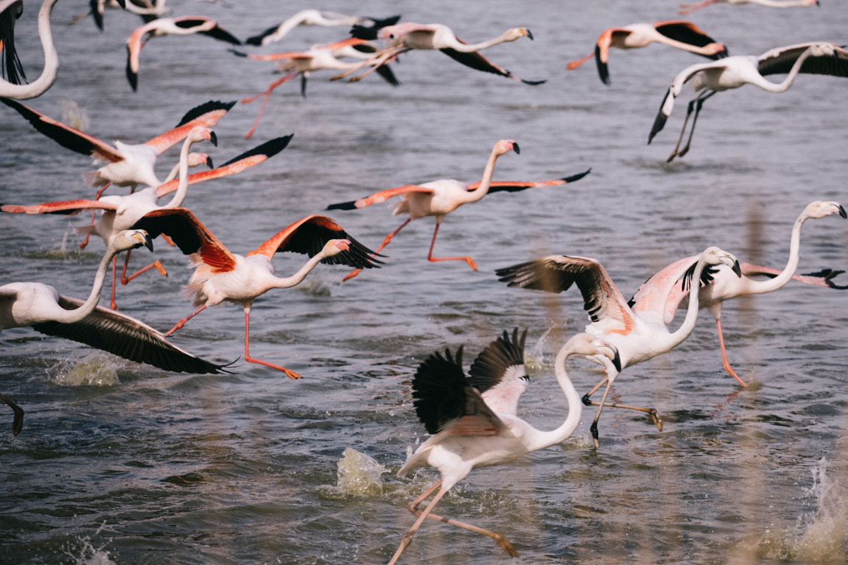 Voir les flamants roses en Camargue au pont de Gau le parc ornithologique