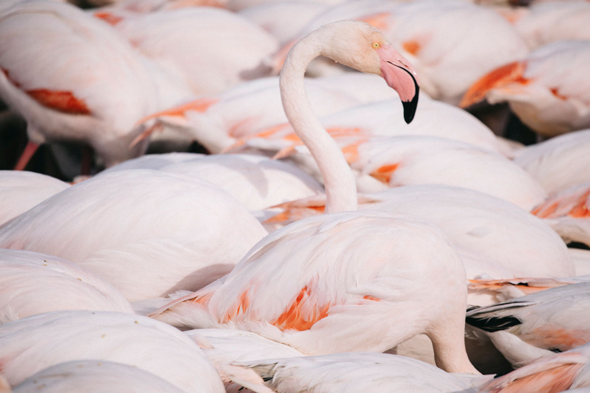 Les flamants roses en Camargue lors d'un week-end
