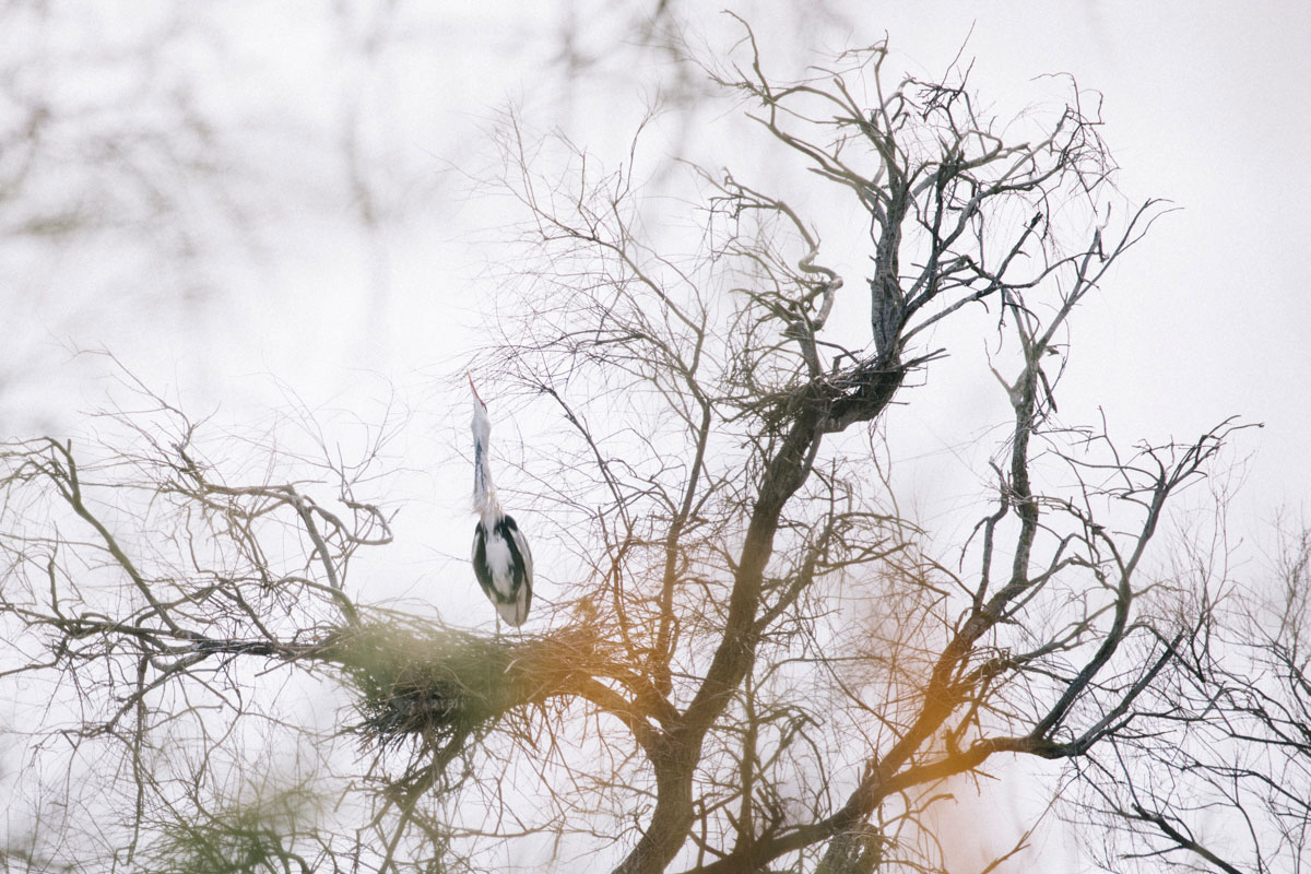Un héron au parc ornithologique du Pont de Gau