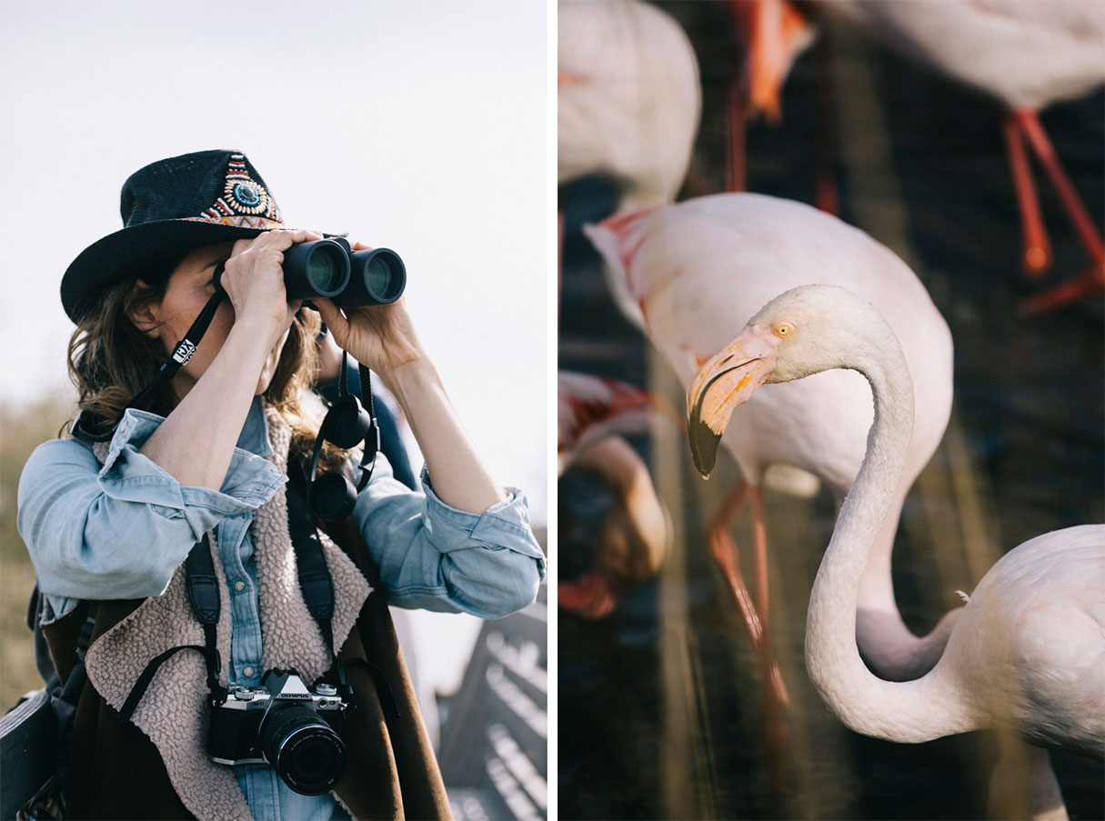Observation des flamants rose au parc ornithologique du pont de Gau en camargue