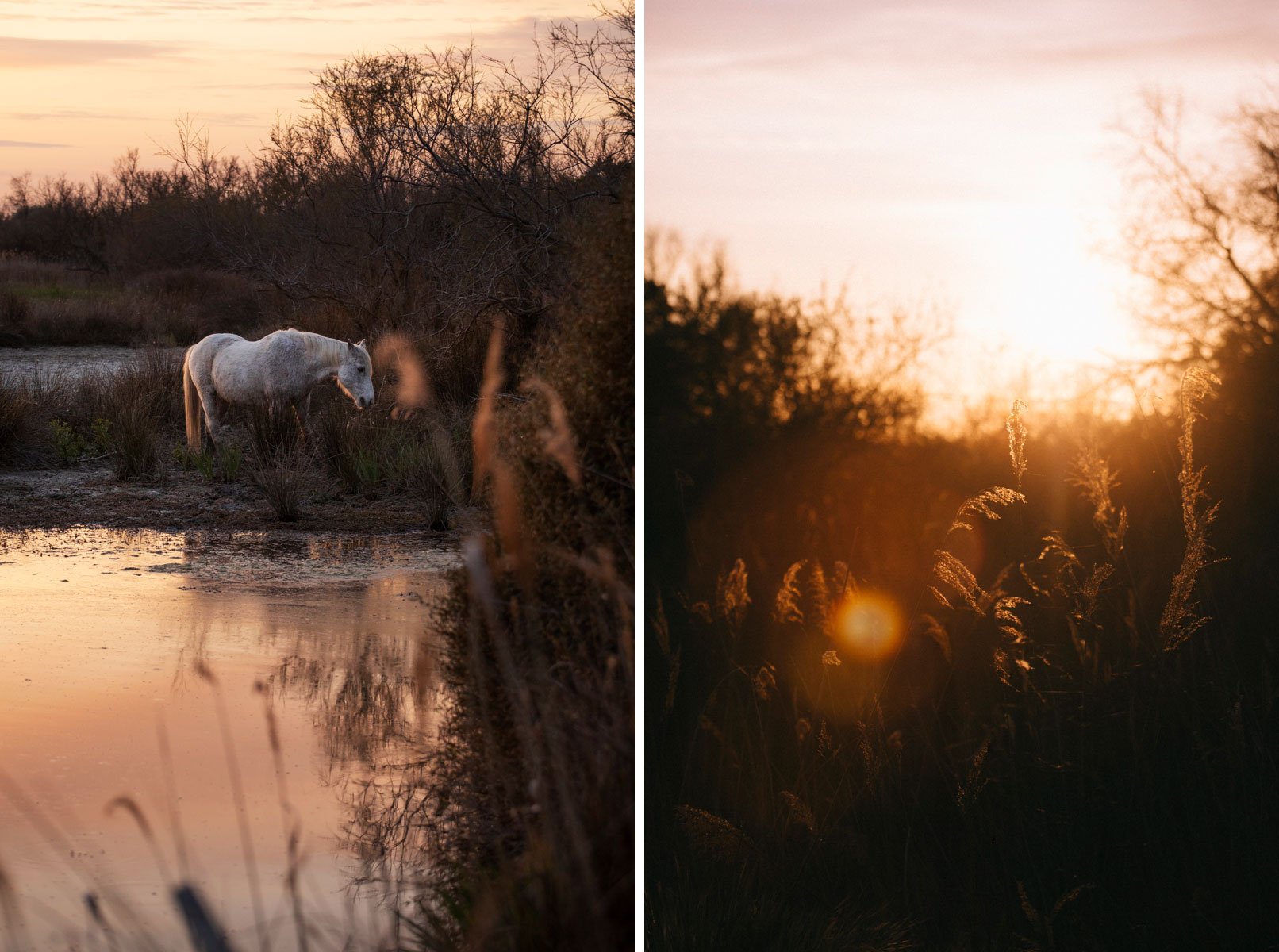 Coucher de soleil sur la Camargue avec un cheval