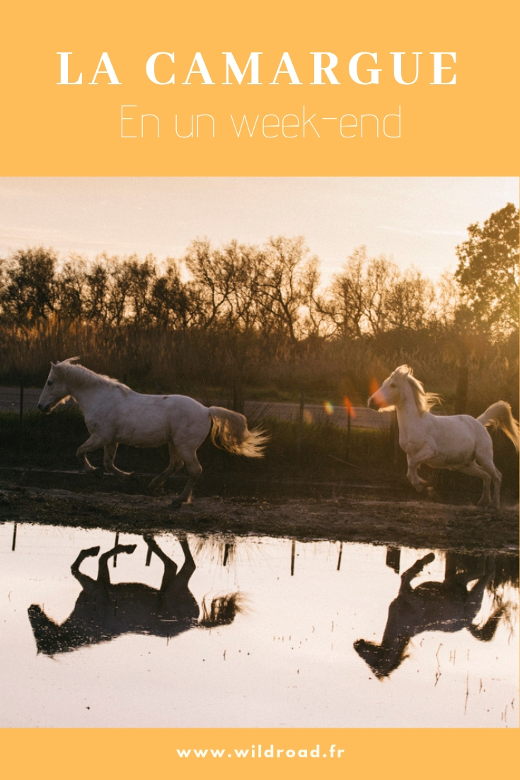 Week-end en Camargue, dans le sud de la France avec des balades à cheval, des flamants roses
