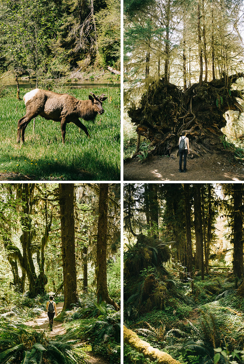 Hoh Rainforest et la faune dans la péninsule olympique