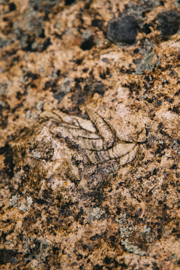 Fossile de feuille à Clarno John Day Fossil Beds