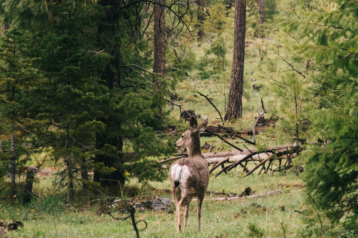 Biche dans la foret d'Ochoco, John Day Fossil Beds