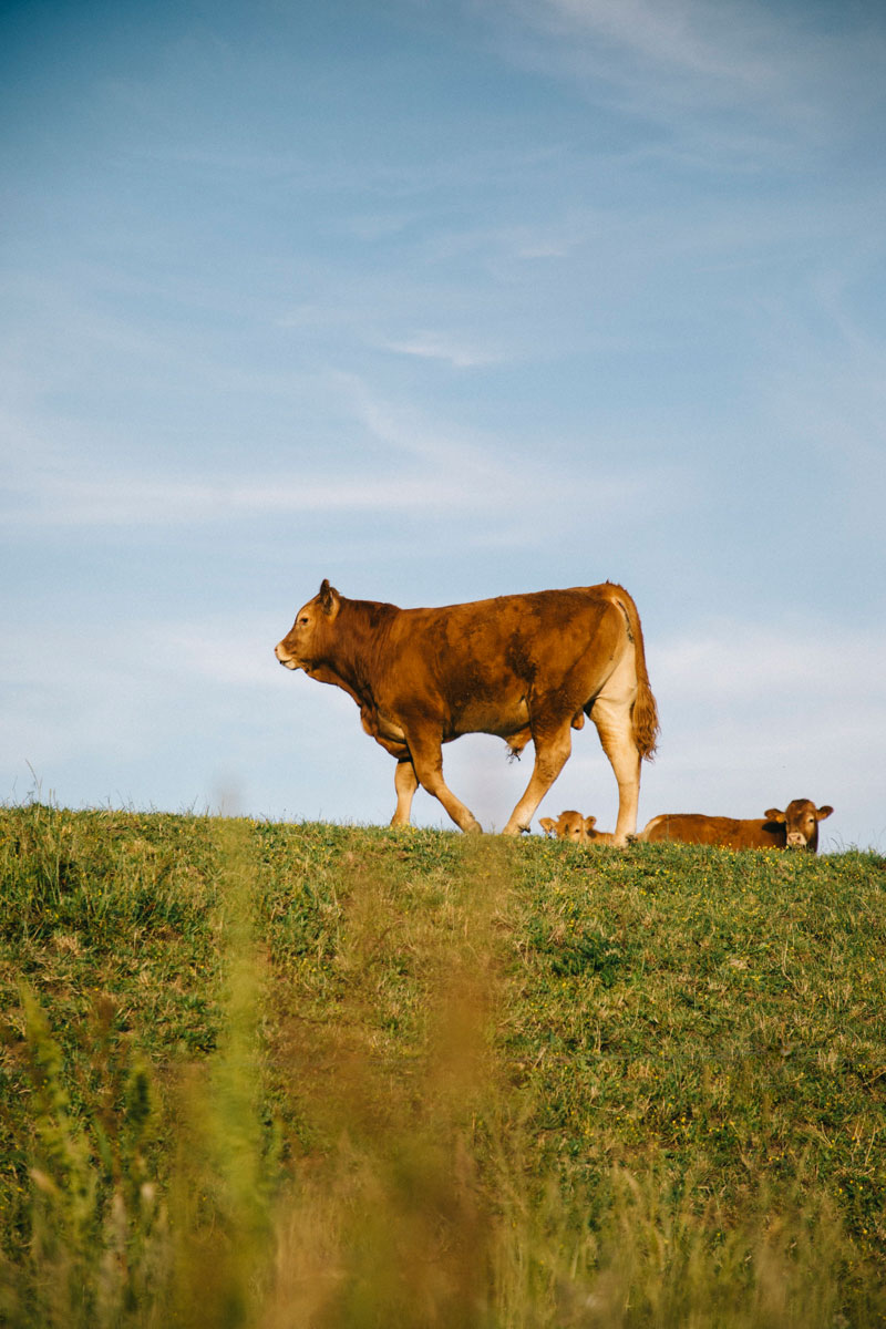 une vache en creuse durant le course en stop