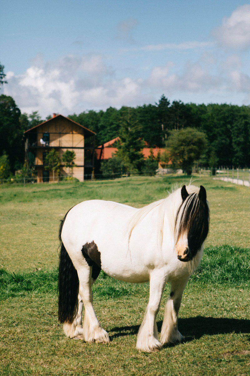 Cheval avec le barn