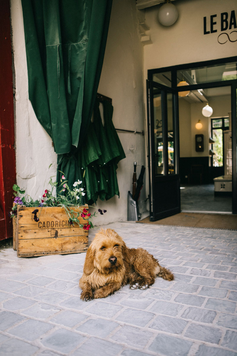 clark le chien mascotte du barn