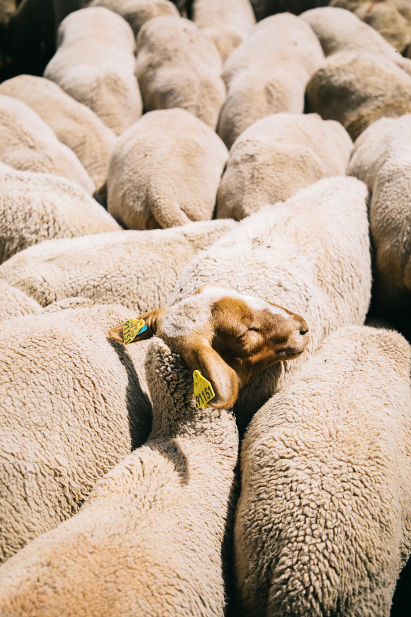 Mouton aux Ménuires randonnée