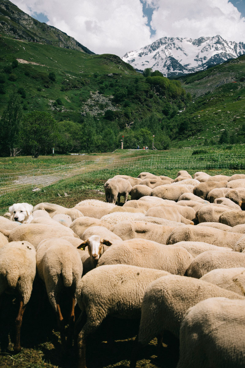 troupeau de mouton aux Ménuires