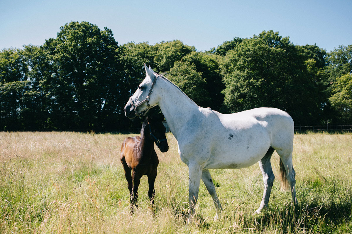 une jument et son poulain à Rambouillet 
