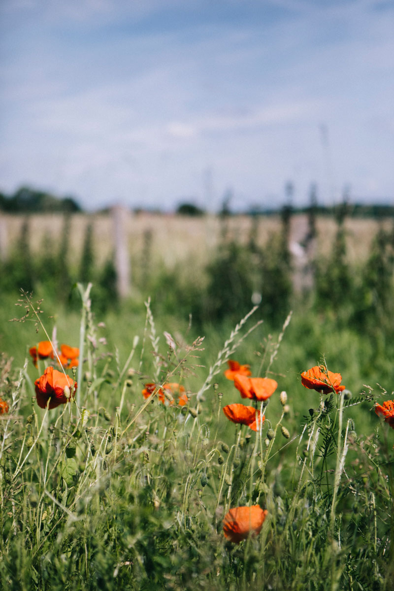 coquelicot sur la randonnée de Rambouillet