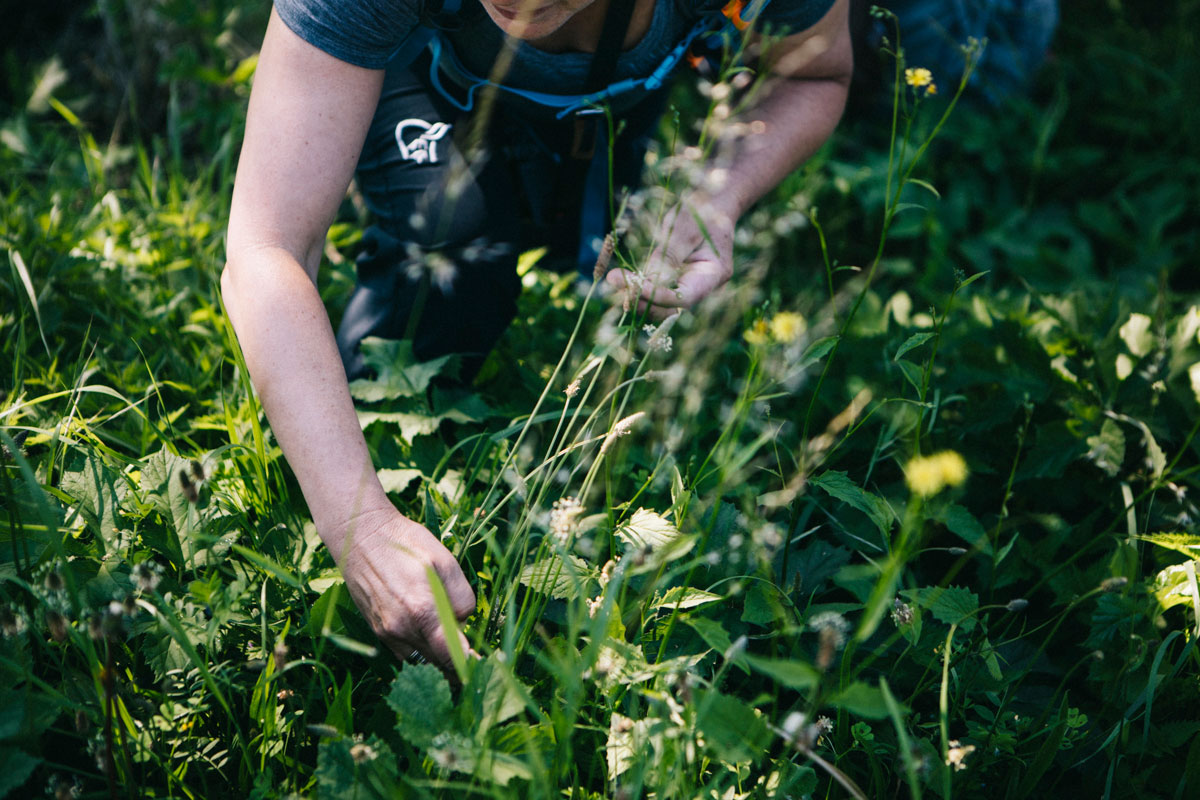 cueillette des plantes sauvages 