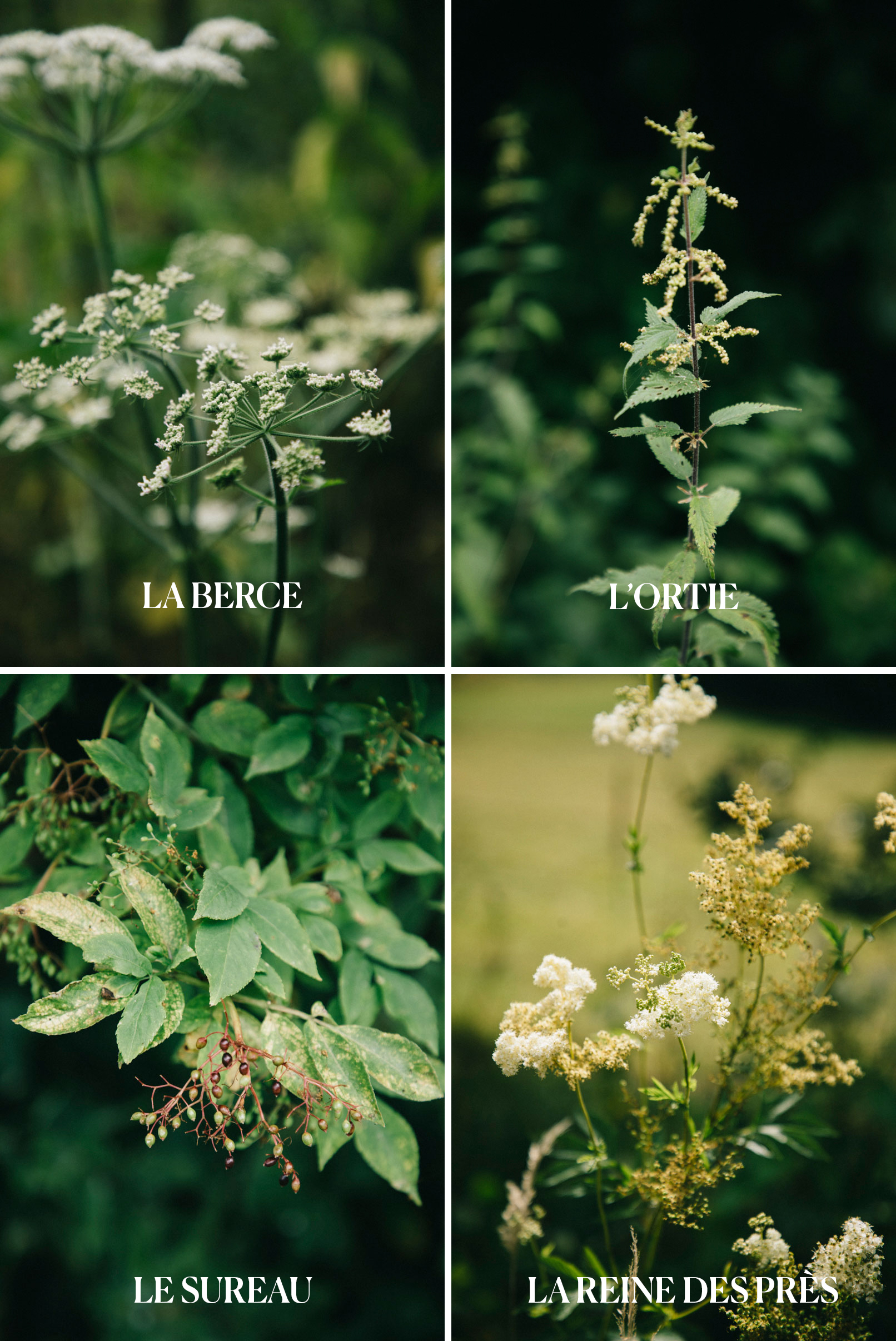 les plantes sauvages : sureau, ortie, reine des près, berce