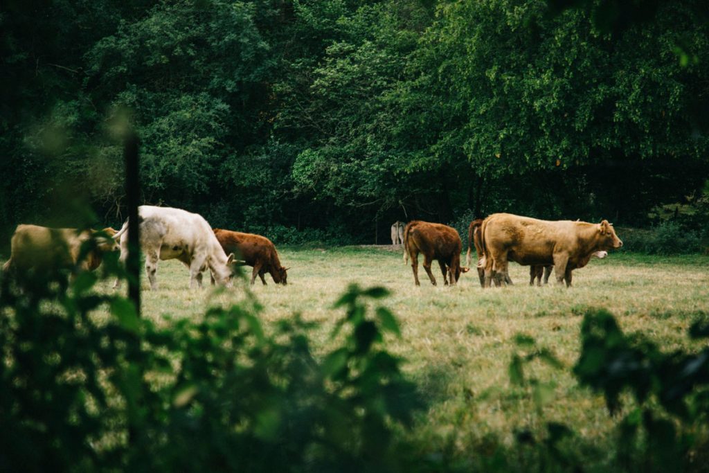 les vaches dans la région de la Thiérache