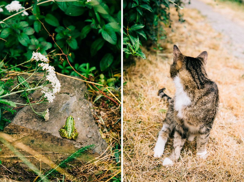 Chat de grenouille dans le jardin d'Hélène 