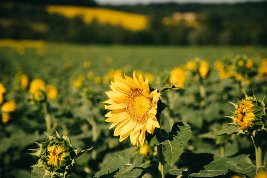 les tournesols en fleuraison dans le Gers