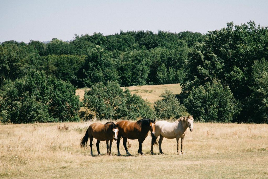 les chevaux dans la campagne gersoise