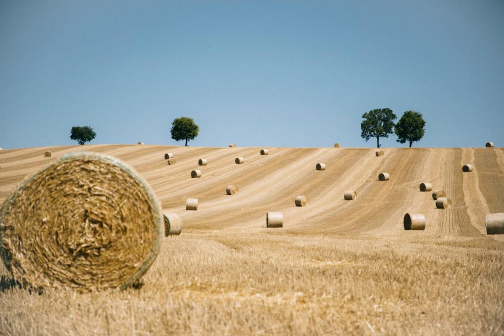 moisson des blé dans le Gers