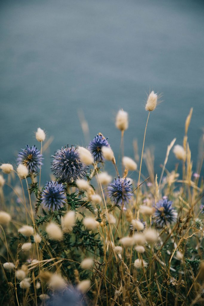fleurs sauvages sur les sentier de randonnée d'Argelès sur Mer. crédit photo : Clara Ferrand - blog Wildroad