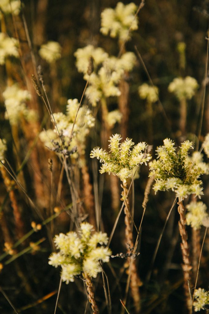 les fleurs immortelles. crédit photo : Clara Ferrand - blog Wildroad