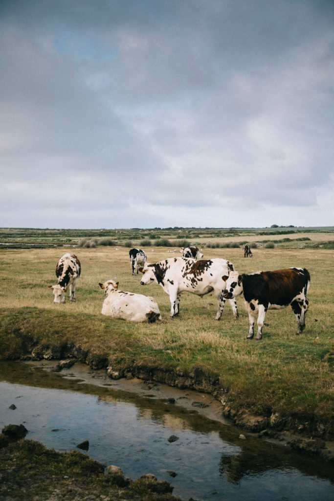les vaches normandie à la pointe de la Hague
