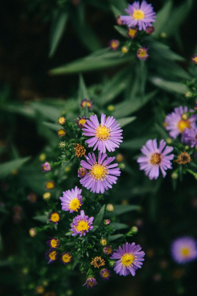 les fleurs du village d'Olargues plus beau village de France