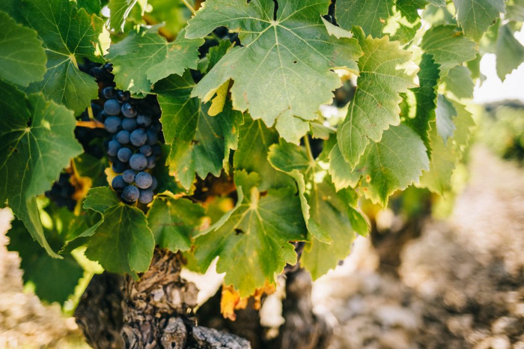 les vignobles du Haut-Languedoc un week-end