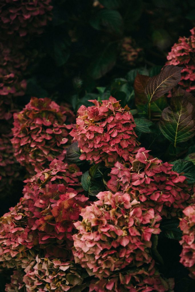 les hortensias dans le quartier de Brélévenez à Lannion