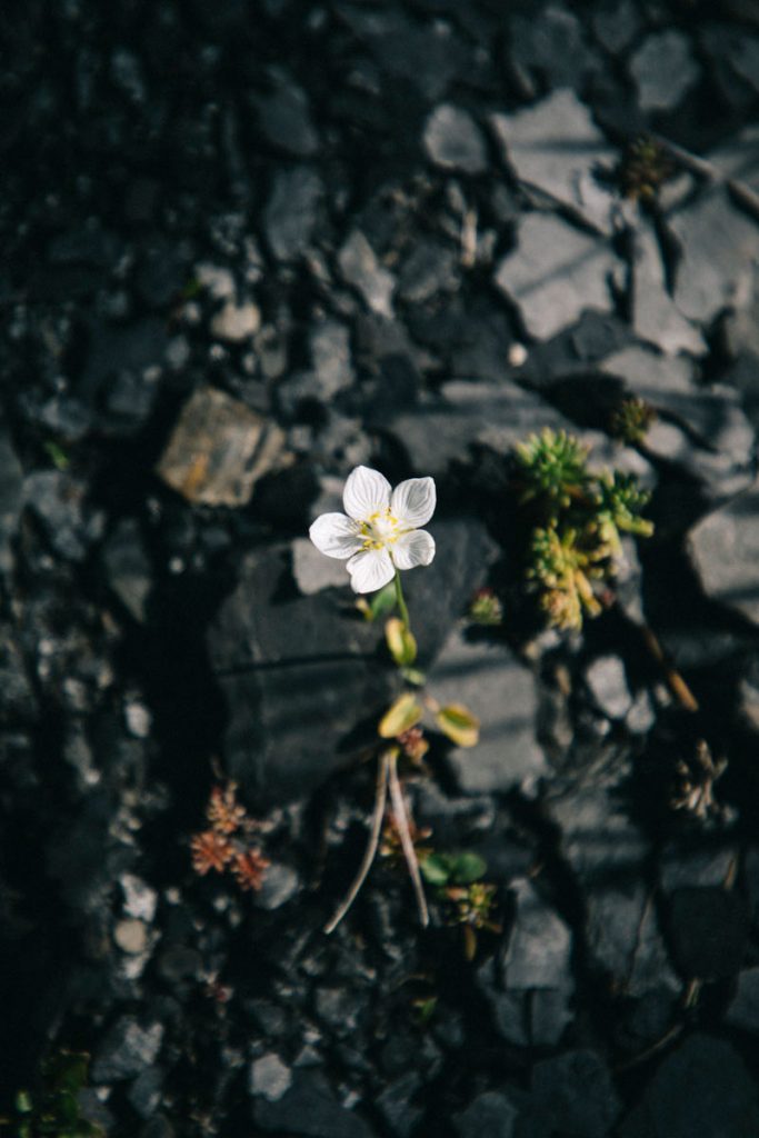 roche de schiste et fleur blanche