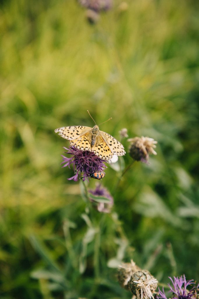 papillon au lac Lovitel